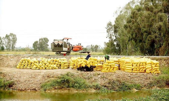 Những cánh đồng lớn đang ngày càng 'teo tóp' 