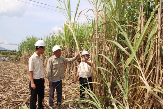 Doanh nghiệp và nông dân bắt tay phát triển vùng nguyên liệu mía ảnh 1
