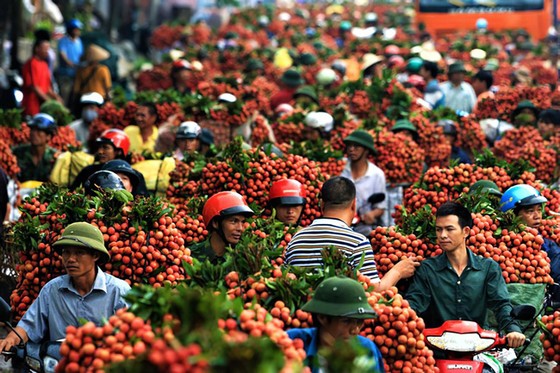 Công nghiệp và vải thiều Bắc Giang trước cơn bão covid ảnh 1