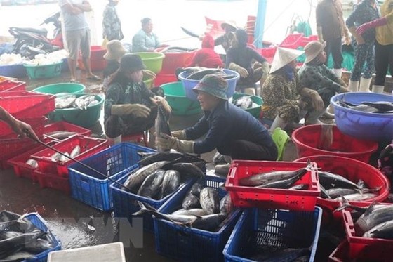Niềm vui đánh bắt được mùa của nhiều tàu cá đánh bắt xuyên Tết đã trúng vụ cá ngừ sọc dưa, cá thu. (Ảnh: TTXVN phát)
