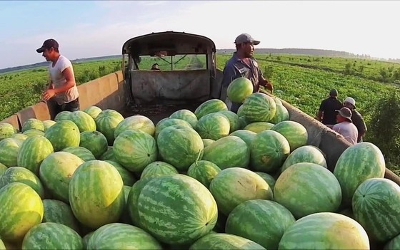 Xuất khẩu tiểu ngạch: Tiện và... thiệt ảnh 1