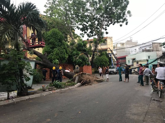 Mưa kèm gió mạnh làm cây xanh bật gốc ngã đè xe tải ảnh 6