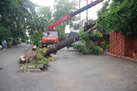 Mưa kèm gió mạnh làm cây xanh bật gốc ngã đè xe tải ảnh 2
