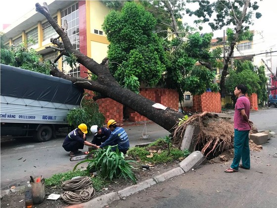 Mưa kèm gió mạnh làm cây xanh bật gốc ngã đè xe tải ảnh 8