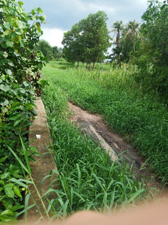 Phá trường gà của Khánh “già” ở quận Bình Thạnh ảnh 2