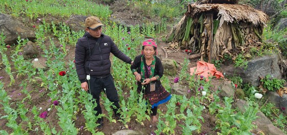 Liên tiếp phát hiện người dân trồng cây thuốc phiện trái phép ảnh 1