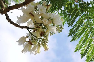 Đà Lạt: Thú vị hoa phượng trắng