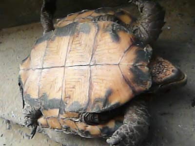 Hà Tĩnh: Bắt được con rùa trên mai có vân tựa chữ Hán ảnh 2