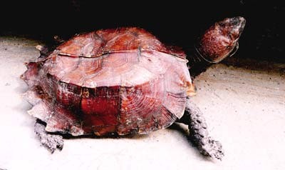 Hà Tĩnh: Bắt được con rùa trên mai có vân tựa chữ Hán