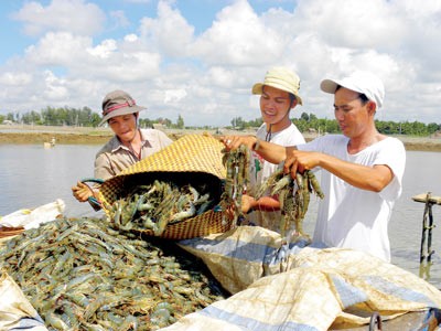 Xuất khẩu tôm: Tăng trưởng ngoạn mục ảnh 1