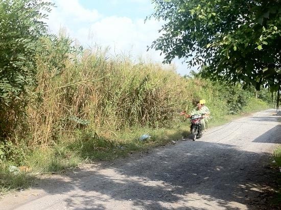 Khổ vì bông cỏ