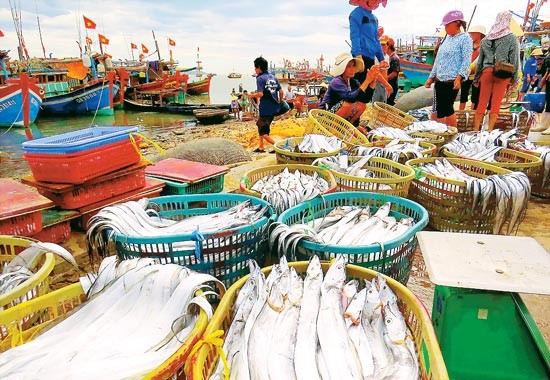 Ngư dân phấn khởi ảnh 5