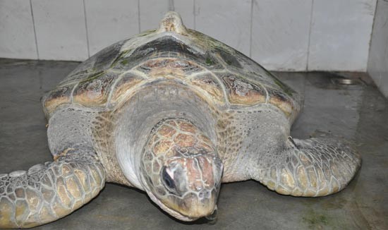 Thừa Thiên - Huế: Ngư dân bắt được cá thể rùa biển quý hiếm