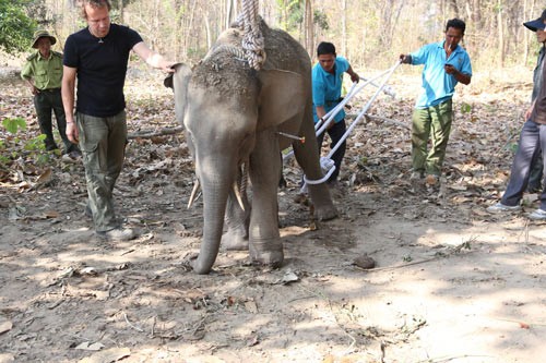 Đắk Lắk: Cứu hộ thành công voi rừng mắc bẫy