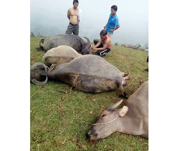 Lạng Sơn: Sét đánh chết cả đàn trâu 5 con