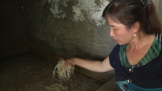Một hộ dân mong sớm được xử lý 20 tấn sứa biển bốc mùi