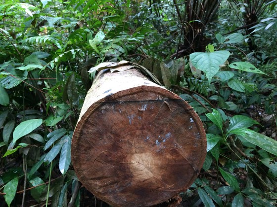 Rừng Ngọc Hồi tiếp tục bị tàn phá ảnh 8