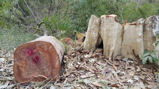 Một vụ phá rừng ở huyện Ia Grai