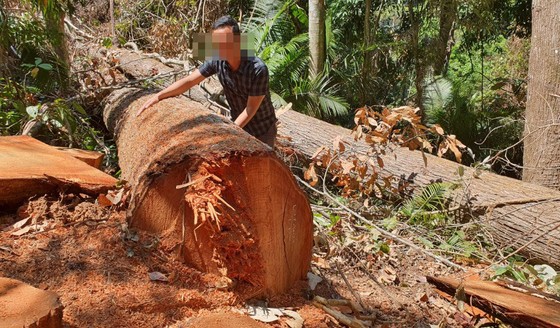 Kiểm tra tất cả các xưởng gỗ sau vụ cây bị đốn hạ ở “Đà lạt 2” ảnh 4