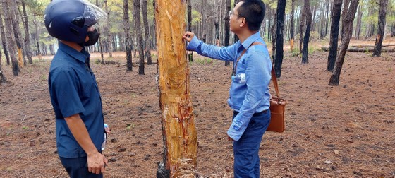 Rừng thông tuyệt đẹp ở Đắk Đoa bị “xẻ thịt” ảnh 2