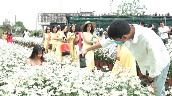 Đà Nẵng: Người dân hào hứng với vườn cúc họa mi trái mùa ảnh 2 Đà Nẵng: Người dân hào hứng với vườn cúc họa mi trái mùa ảnh 2