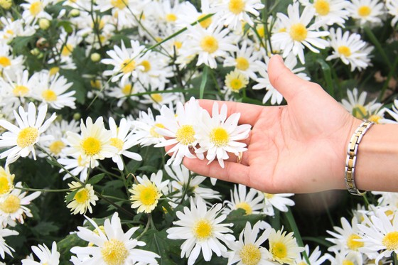 Đà Nẵng: Người dân hào hứng với vườn cúc họa mi trái mùa ảnh 7 Đà Nẵng: Người dân hào hứng với vườn cúc họa mi trái mùa ảnh 7