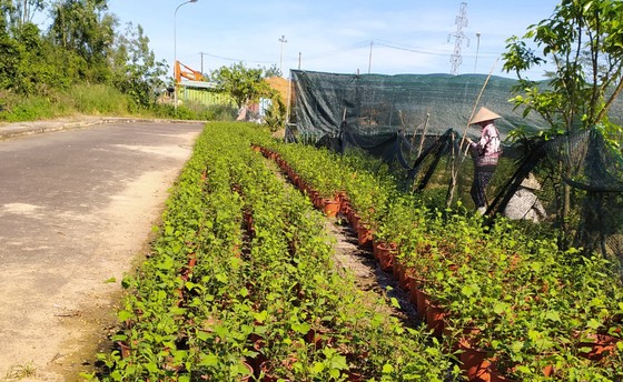 Đà Nẵng: Người dân hào hứng với vườn cúc họa mi trái mùa ảnh 8 Đà Nẵng: Người dân hào hứng với vườn cúc họa mi trái mùa ảnh 8