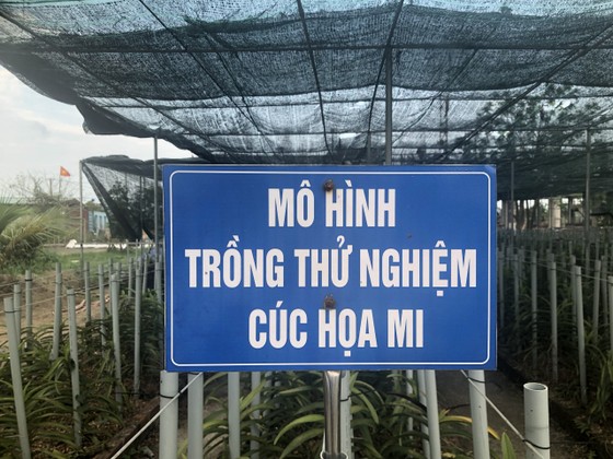 Đà Nẵng: Người dân hào hứng với vườn cúc họa mi trái mùa ảnh 1 Đà Nẵng: Người dân hào hứng với vườn cúc họa mi trái mùa ảnh 1