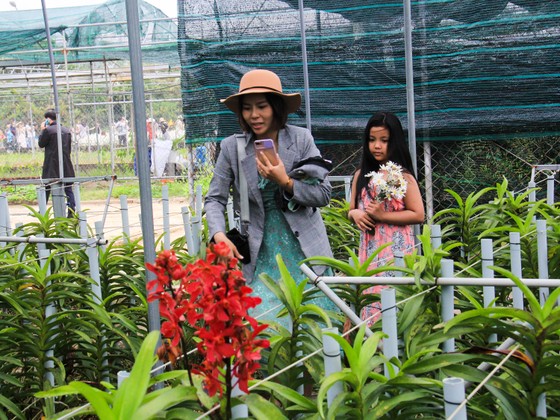 Đà Nẵng: Người dân hào hứng với vườn cúc họa mi trái mùa ảnh 9 Đà Nẵng: Người dân hào hứng với vườn cúc họa mi trái mùa ảnh 9