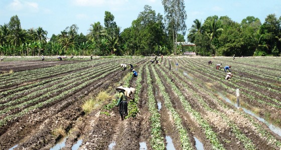Không được lơ là phòng chống hạn mặn ảnh 1