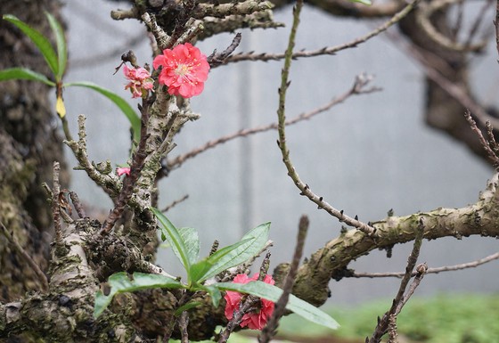 Bí kíp làm giàu từ đào Thất Thốn ảnh 2 Bí kíp làm giàu từ đào Thất Thốn ảnh 2