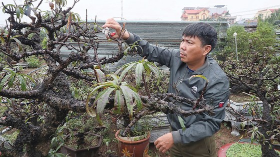 Bí kíp làm giàu từ đào Thất Thốn ảnh 1 Bí kíp làm giàu từ đào Thất Thốn ảnh 1