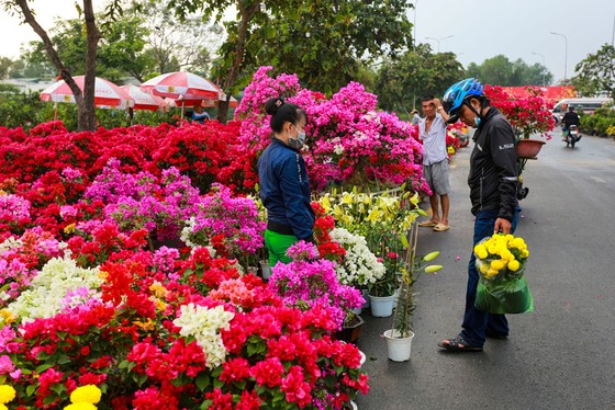 Chợ hoa Xuân Bình Điền 2021: Trăm hoa đua sắc! ảnh 3 Chợ hoa Xuân Bình Điền 2021: Trăm hoa đua sắc! ảnh 3