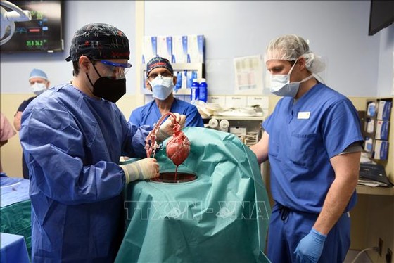  Các bác sĩ tiến hành ca phẫu thuật ghép tim heo cho bệnh nhân tại Baltimore, bang Maryland, Mỹ ngày 7-1-2022. Ảnh: AFP/TTXVN
