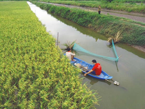 Mô hình lúa hữu cơ  kết hợp nuôi tôm càng xanh của HTX Long Hiệp  (huyện Trà Cú, tỉnh Trà Vinh)  đạt hiệu quả cao. Ảnh: TÍN DI 