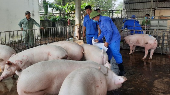 Mô hình chăn nuôi heo nái ở xã Bình Minh, huyện Trảng Bom đang được mở rộng tại nhiều địa phương