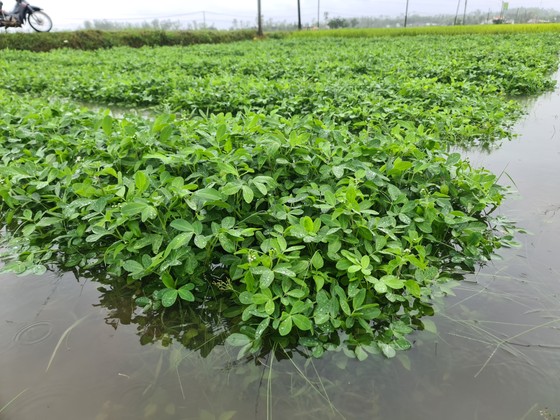 Gần 20.000ha lúa, rau màu của Quảng Nam bị ngập, ngã đổ do mưa lớn ảnh 10