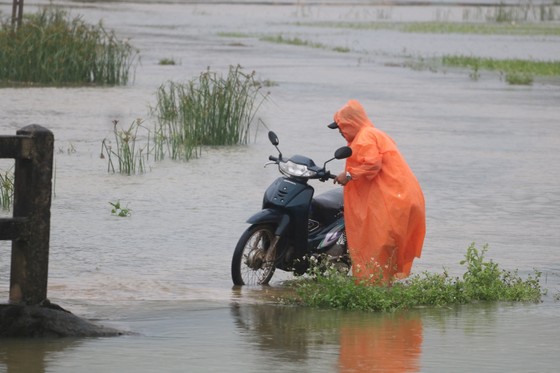 Gần 20.000ha lúa, rau màu của Quảng Nam bị ngập, ngã đổ do mưa lớn ảnh 11