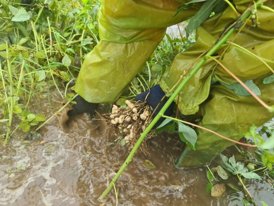 Gần 20.000ha lúa, rau màu của Quảng Nam bị ngập, ngã đổ do mưa lớn ảnh 9