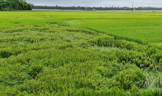 Gần 20.000ha lúa, rau màu của Quảng Nam bị ngập, ngã đổ do mưa lớn ảnh 1