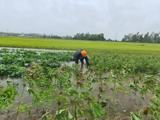 Gần 20.000ha lúa, rau màu của Quảng Nam bị ngập, ngã đổ do mưa lớn ảnh 2
