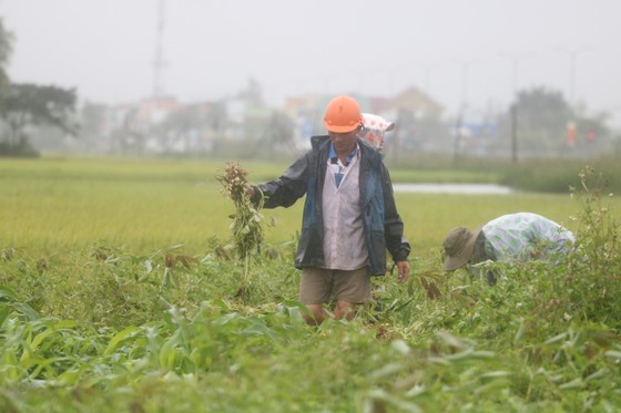 Gần 20.000ha lúa, rau màu của Quảng Nam bị ngập, ngã đổ do mưa lớn ảnh 3