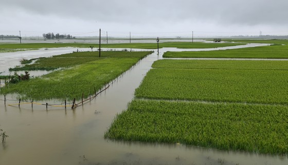Gần 20.000ha lúa, rau màu của Quảng Nam bị ngập, ngã đổ do mưa lớn ảnh 4