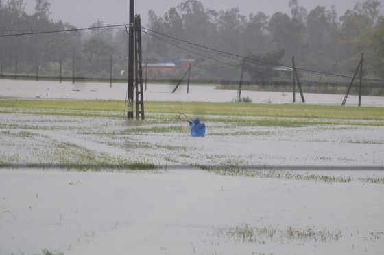 Gần 20.000ha lúa, rau màu của Quảng Nam bị ngập, ngã đổ do mưa lớn ảnh 5