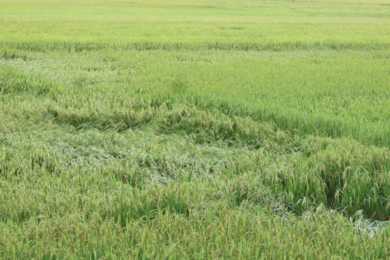 Gần 20.000ha lúa, rau màu của Quảng Nam bị ngập, ngã đổ do mưa lớn ảnh 6
