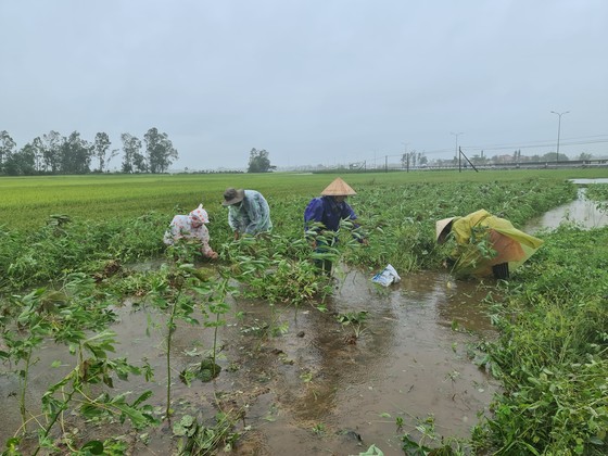 Gần 20.000ha lúa, rau màu của Quảng Nam bị ngập, ngã đổ do mưa lớn ảnh 7
