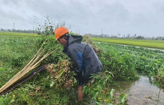 Gần 20.000ha lúa, rau màu của Quảng Nam bị ngập, ngã đổ do mưa lớn ảnh 8