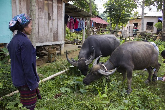 Quảng Trị: Cấp trâu, bò hỗ trợ giảm nghèo làm lây lan dịch bệnh