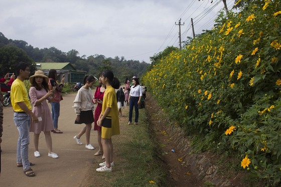 Độc đáo đường hoa dã quỳ nơi miền tây Quảng Trị ảnh 2 Độc đáo đường hoa dã quỳ nơi miền tây Quảng Trị ảnh 2
