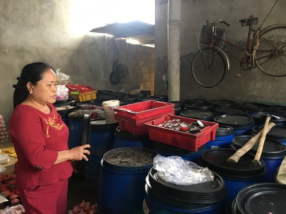 Quảng Trị: Hàng trăm tấn hải sản hư hỏng vẫn chưa được tiêu hủy ảnh 2